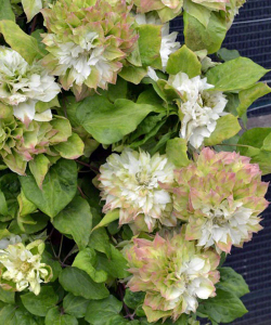 Клематис Midori