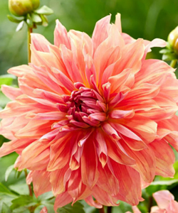 Жоржина Belle of Barmera