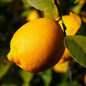 Лимон Лісбон