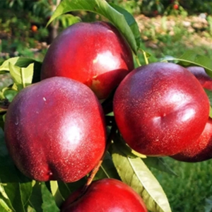 Нектарин Флейвор Топ