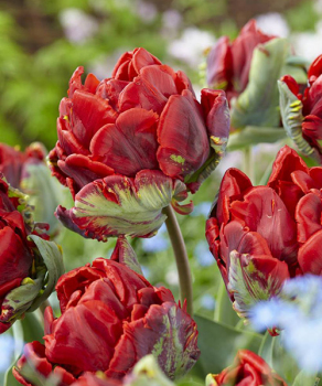 Тюльпан Rococo Double, 2 шт