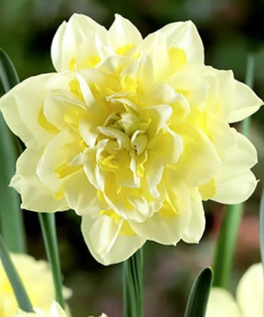 Нарцис Irene Copeland