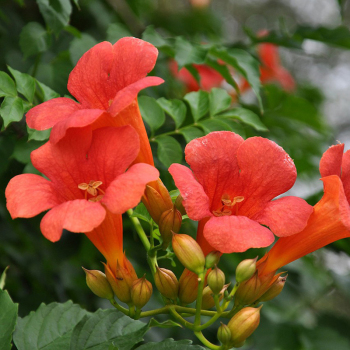 Кампсис Текома