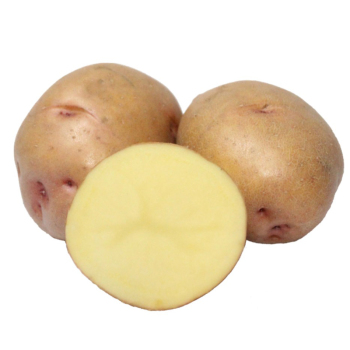 Картопля насіннева Княгиня 1 кг