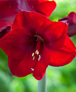 Гіппеаструм Бенфіка (Benfica)