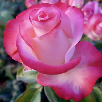 Троянда чайно-гібридна Рів'єра (Rivera)