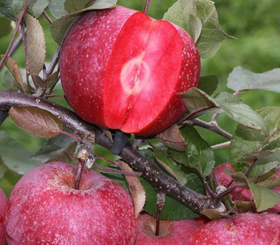 Яблуня красномясая Блуди Плугман