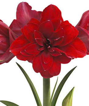 Гіппеаструм Дабл Драгон (Double Dragon)