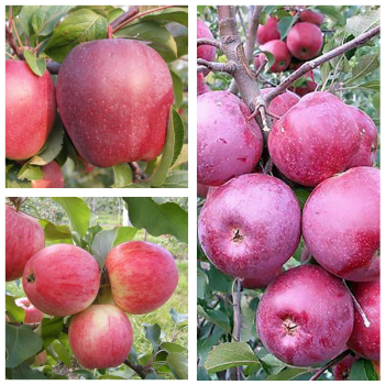 Яблуня дерево сад (Мельба + Флоріна + Амброзія)