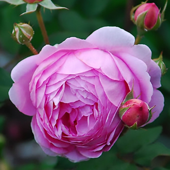 Роза английская Алан Титчмарш (Alan Titchmarsh)