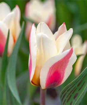 Тюльпан Мери Енн (Mary Ann), 2 шт