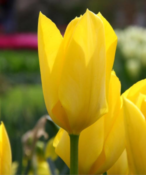 Тюльпан Элоу Пуриссима (Yellow Purissima), 2 шт