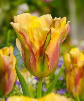 Тюльпан Голден Артист (Golden Artist), 2 шт