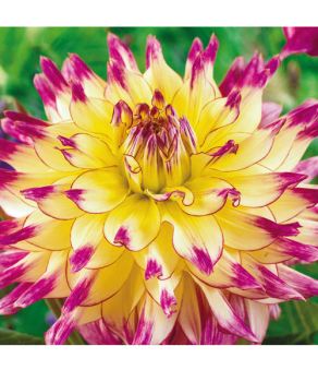 Жоржина Zoey Rey