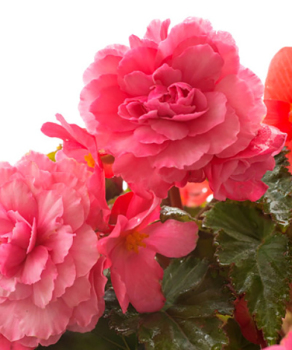 Бегония Parfum Pastel Pink (с ароматом)