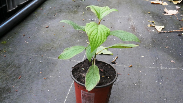 Дёрн белый Сибирская жемчужина (Р9)