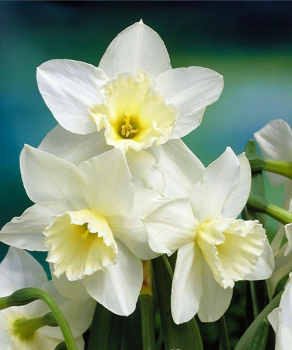 Нарцис Тресамбл (Tresamble)