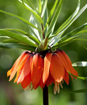 Фрітіларія Імперіалз Рубра (Imperialis Rubra)