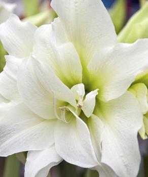 Гіппеаструм Айс Квін (Ice Queen)