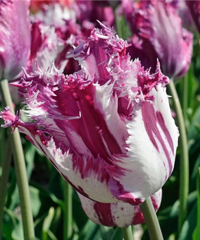 Тюльпан Пурпл Серкис (Purple Circus), 2 шт