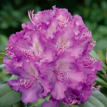 Рододендрон Alfred, 2 года