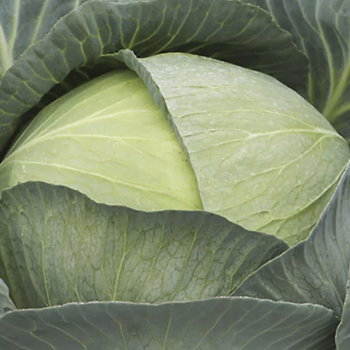 Капуста Професор F1 Syngenta, 2500 шт