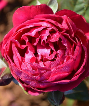 Роза парковая Бисантенер дэ Гийо (Bicentenaire de Guillot)