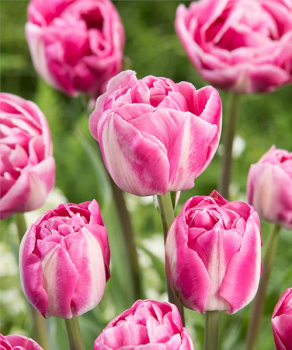 Тюльпан Вог (Vogue), 2 шт