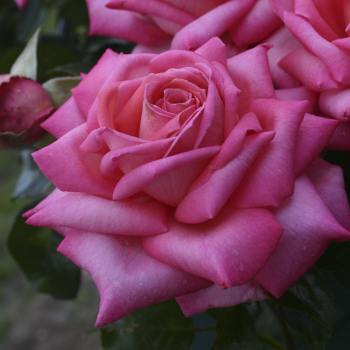 Троянда чайно-гібридна Веддінг Беллз (Wedding Bells)