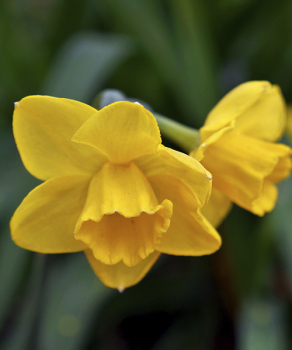 Нарцис Куейл (Quail)