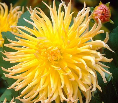 Жоржина Star Spectacle