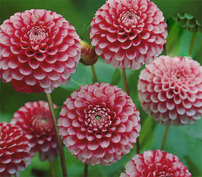 Жоржина Little William