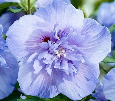 Гибискус сирийский Блю Шифон (Blue Chiffon)