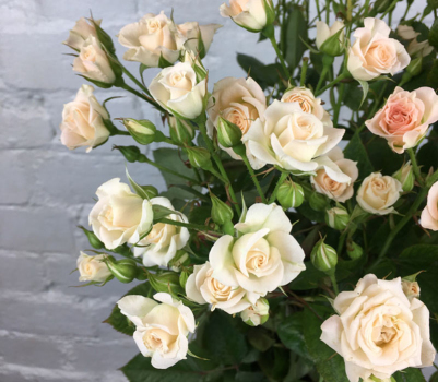 Роза спрей мелкоцветковая Крим Грация(Cream Gracia)