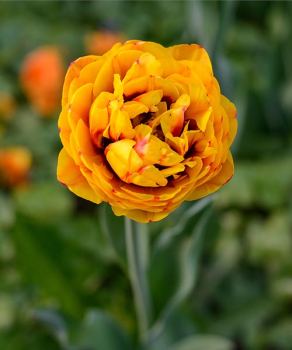 Тюльпан Бонанза (Bonanza), 2 шт