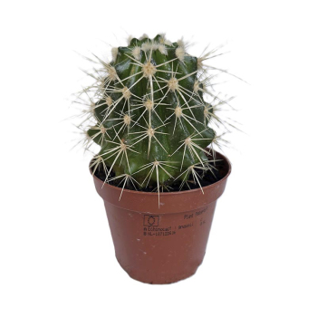 Эхинокактус, h 8 см, d 5 см