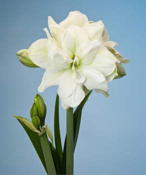 Гіппеаструм Мерілін (Marilyn)