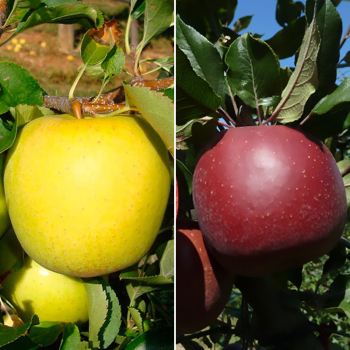 Яблуня дерево сад (Голден Делішес + Трініті)