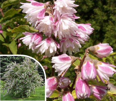 Дейция шершавая Плена (Plena)