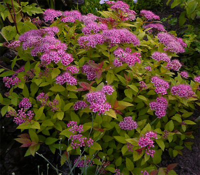 Спирея Фробели (Froebelii)