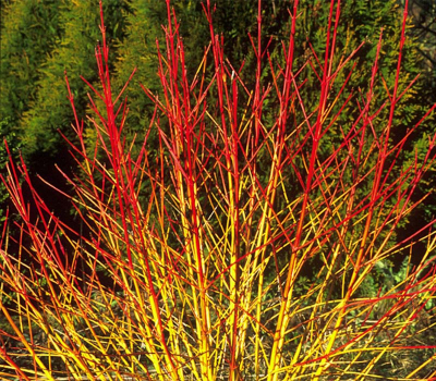 Дерен красный Мидвинтер Файер (Midwinter Fire)