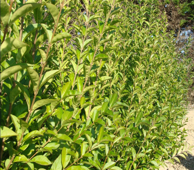 Бирючина обыкновенная Атровиренс (Atrovirens)