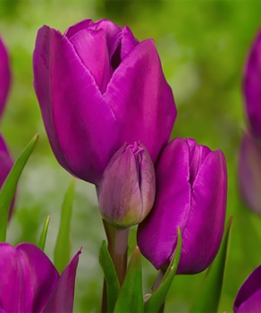 Тюльпан Purple Bouquet, 2 шт