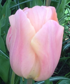 Тюльпан Apricot Beauty, 2шт