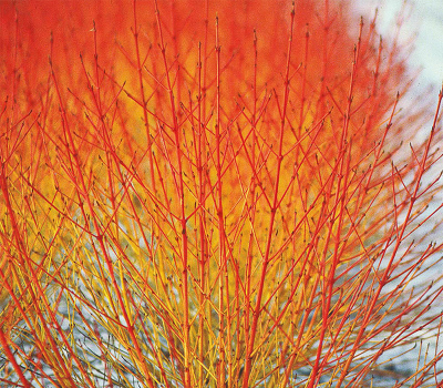 Дёрн белый Анис Винтер Оранж (Р9)