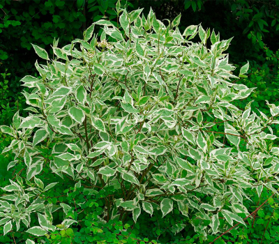 Дёрн белый Элегантисима (С3)