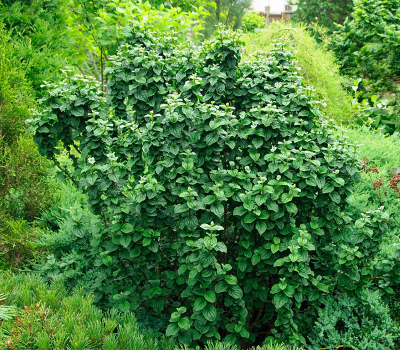 Дёрн Компреса (С3)