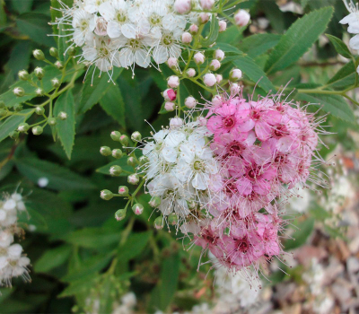 Спирея японская Широбана (С3)