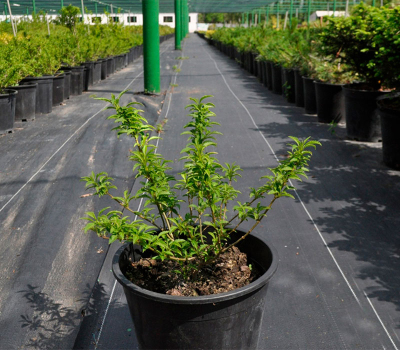 Форзиция белоцветковая (С3)