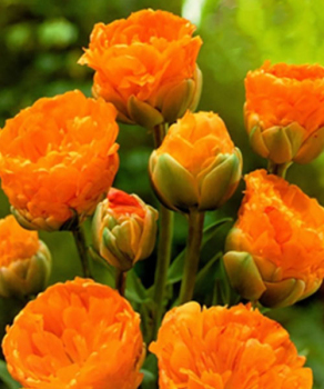 Тюльпан Double Beauty of Apeldoorn, 2 шт